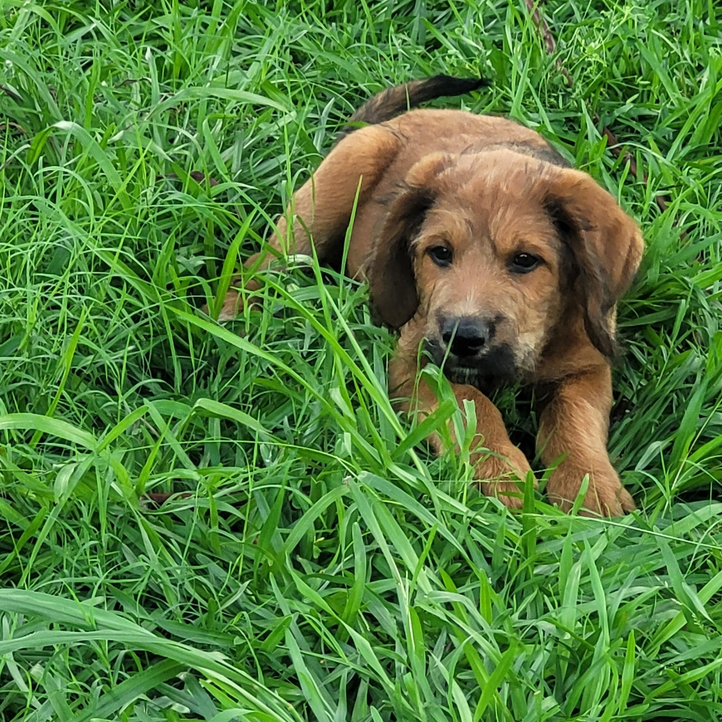 Enlarge Happy, a Adoptable mixed breed in bauxite, AR image 3/4