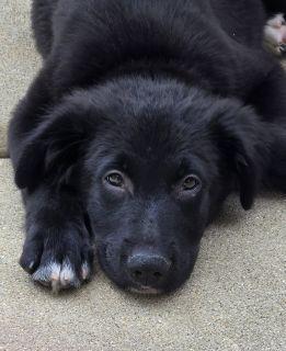 Enlarge Bowie, a ADOPTABLE Mixed Breed in Schaumburg, IL image 2/5