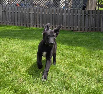 Enlarge Bowie, a ADOPTABLE Mixed Breed in Schaumburg, IL image 4/5