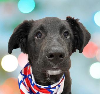 Bowie, adopted, Puppy Male Mixed Breed.