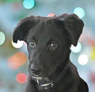 Bowie, ADOPTABLE, Puppy Male Mixed Breed.