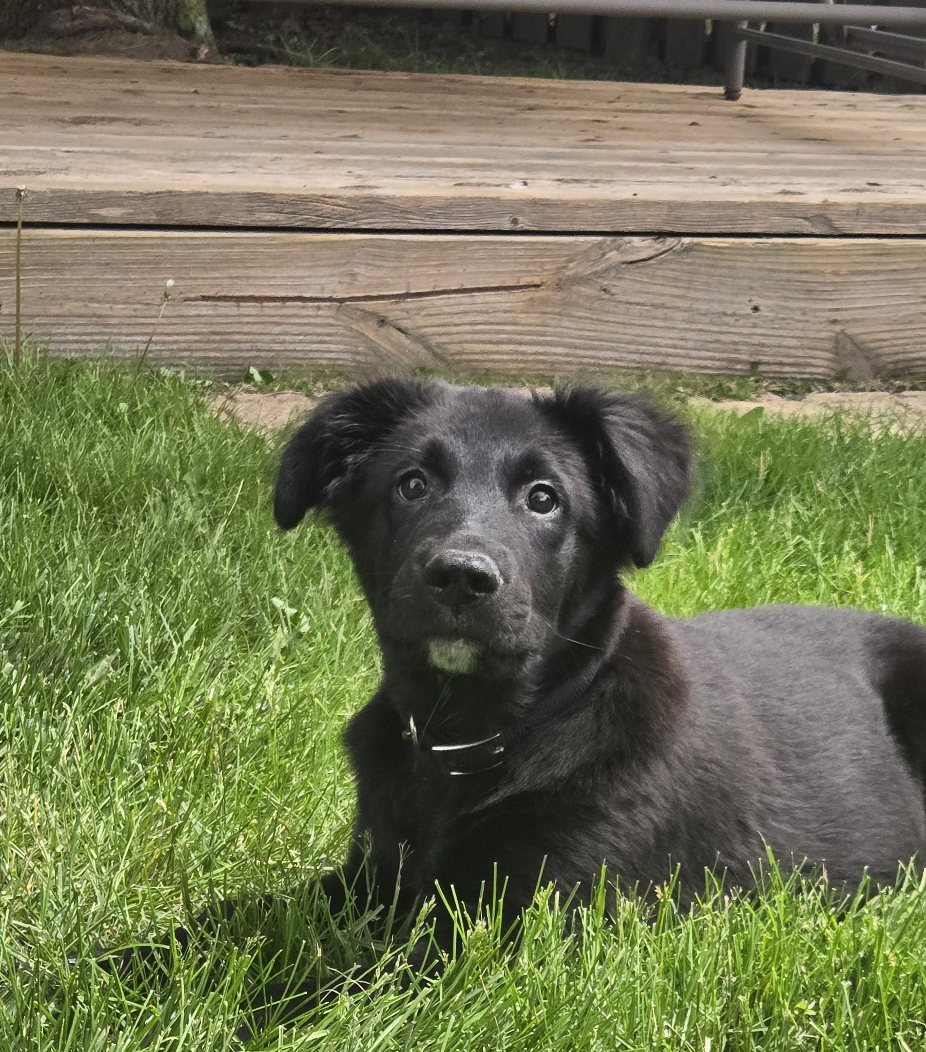 Enlarge Bowie, a ADOPTABLE Mixed Breed in Schaumburg, IL image 5/5