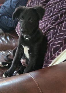 Enlarge Bowie, a ADOPTABLE Mixed Breed in Schaumburg, IL image 3/5