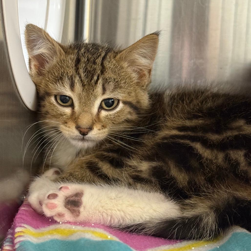 WORKING CAT Kashmir Cedar, a Adoptable Domestic Short Hair in Saint Cloud, MN image 1/2