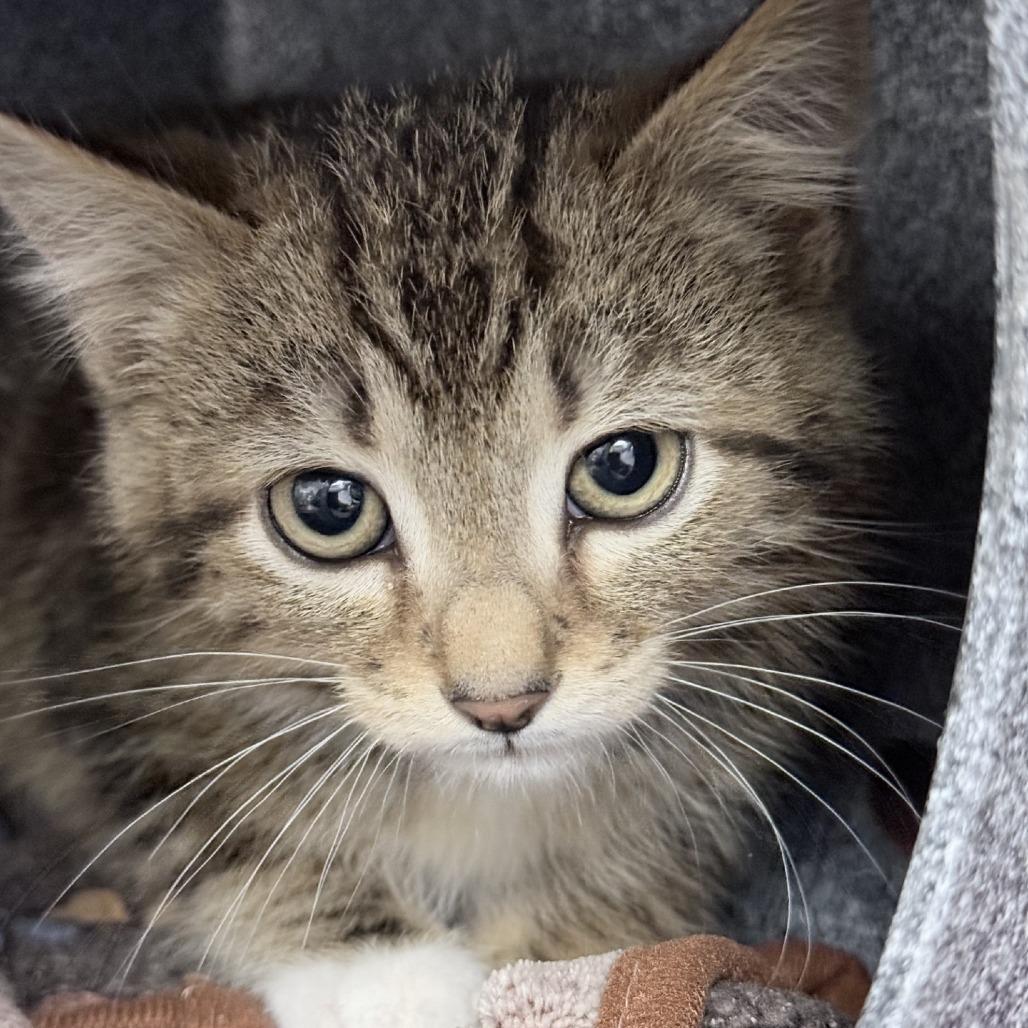 WORKING CAT Kashmir Cedar, a Adoptable Domestic Short Hair in Saint Cloud, MN image 2/2