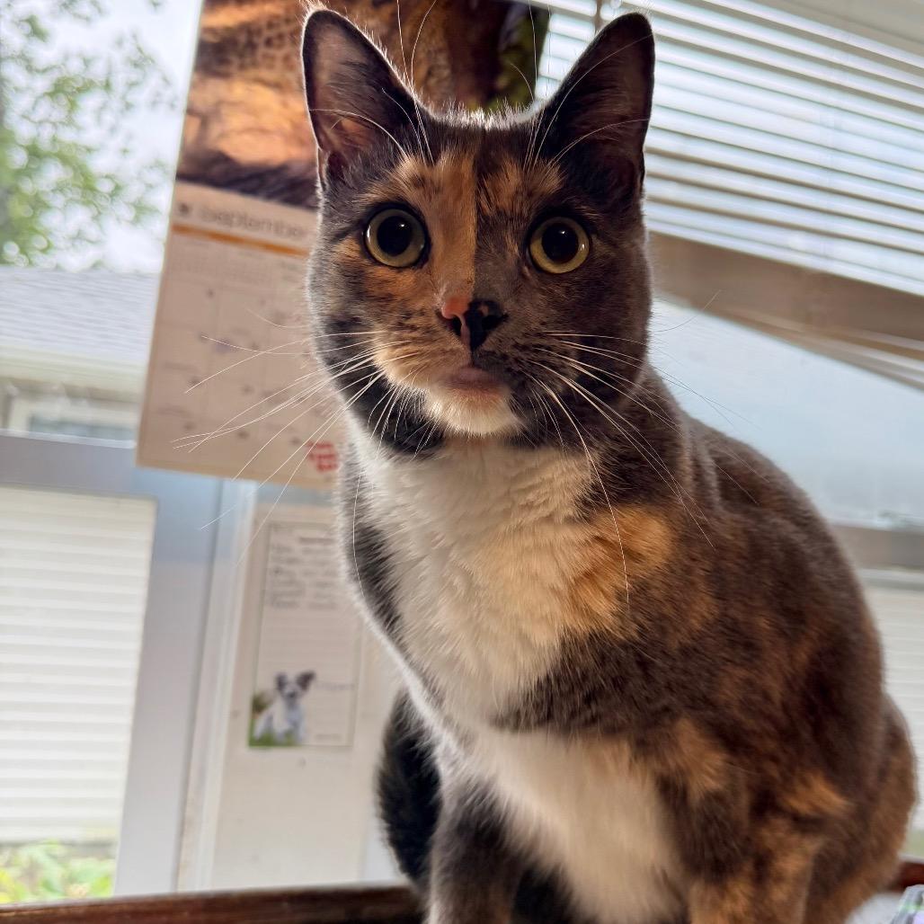 Dolly, Adoptable, Adult Female Domestic Short Hair.