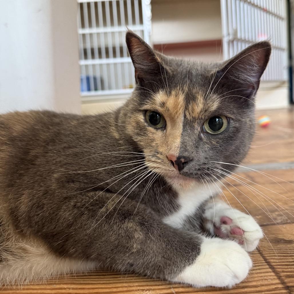 Enlarge Dolly, a Adoptable Domestic Short Hair in Calverton, NY image 2/2