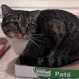 Kiwi, Adult Female Domestic Short Hair