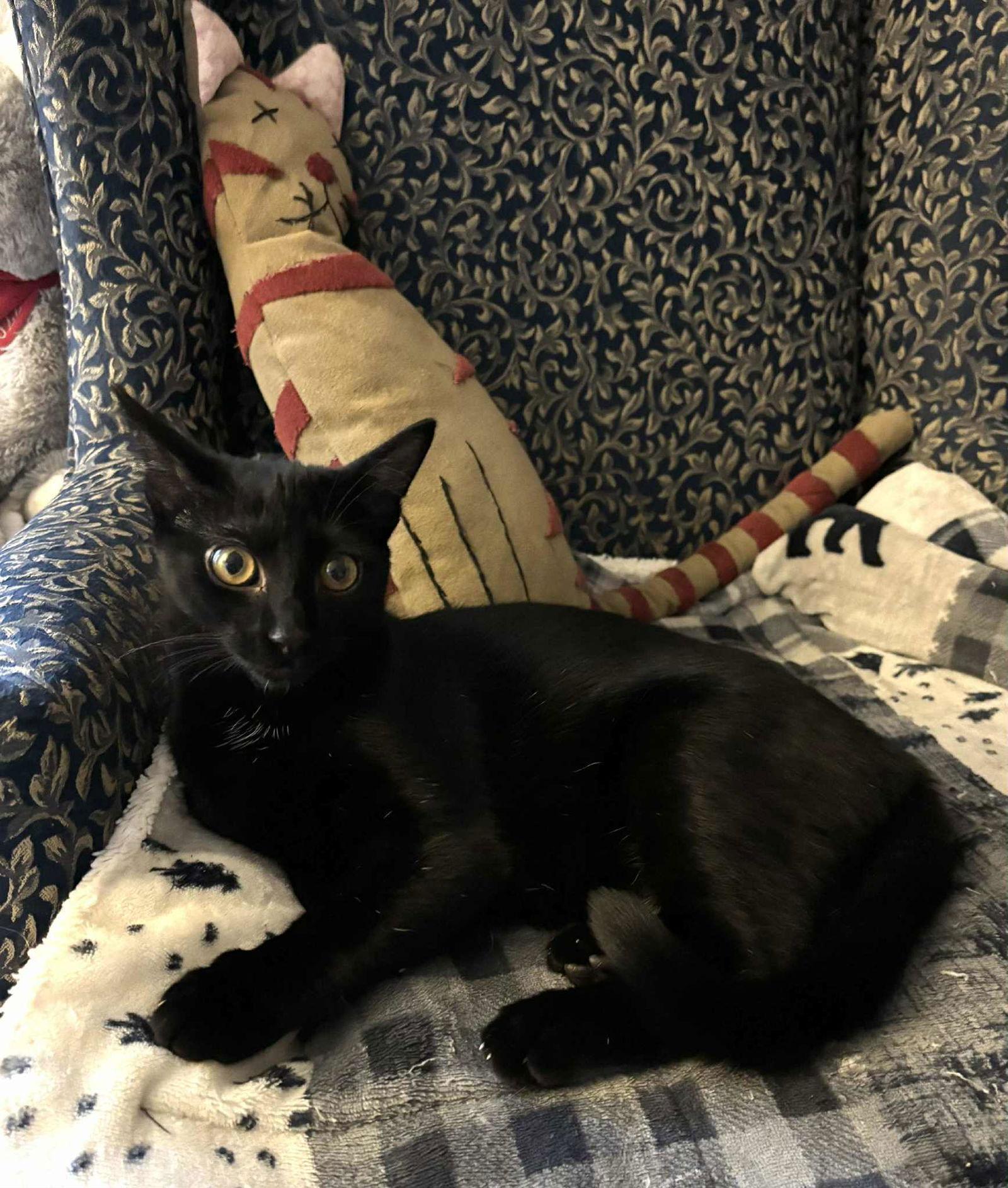 Dianna AND Tina, Adoptable, Young Female Domestic Short Hair.