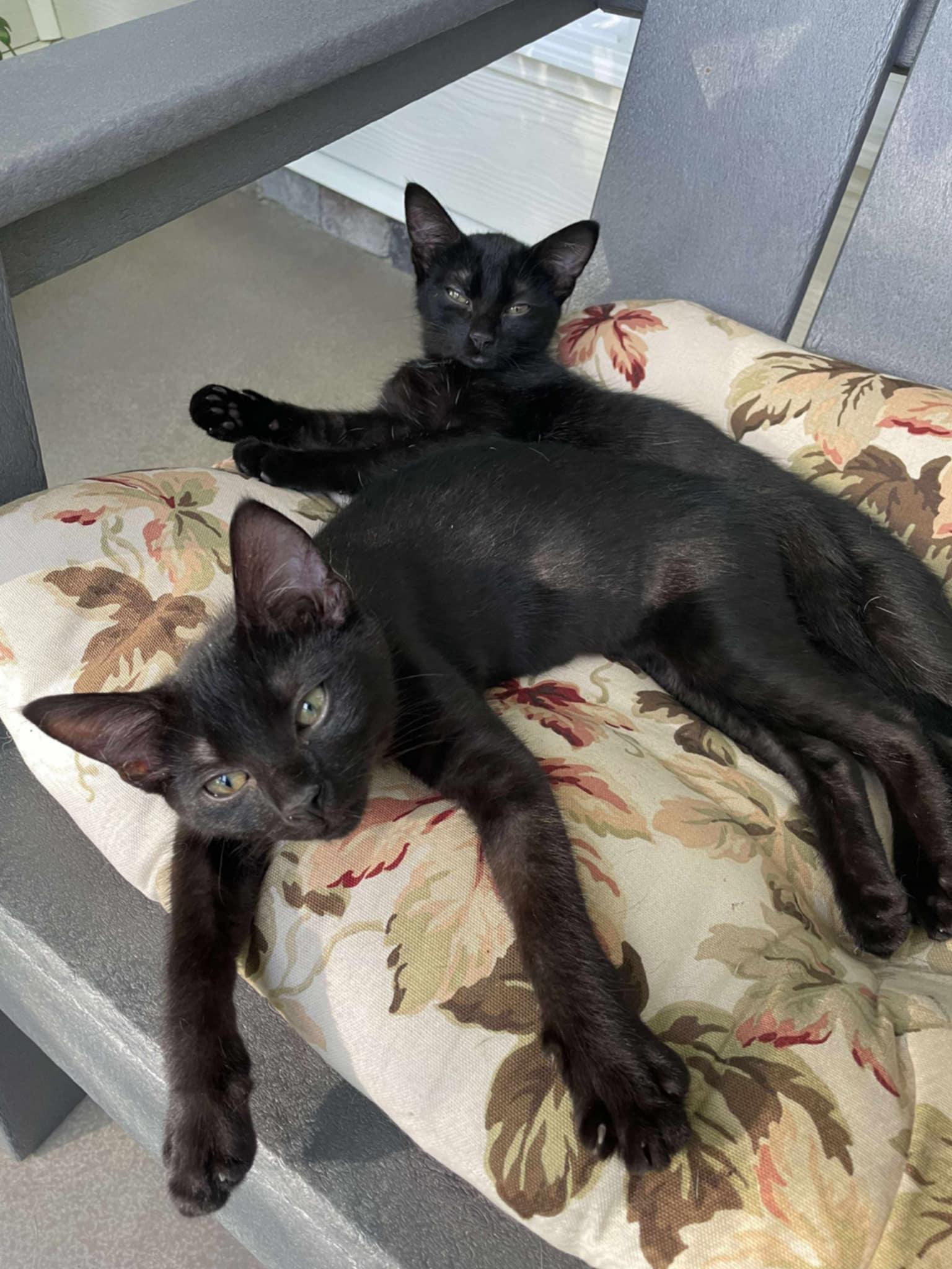 Dianna AND Tina, a Adoptable Domestic Short Hair in Gonic, NH image 3/3