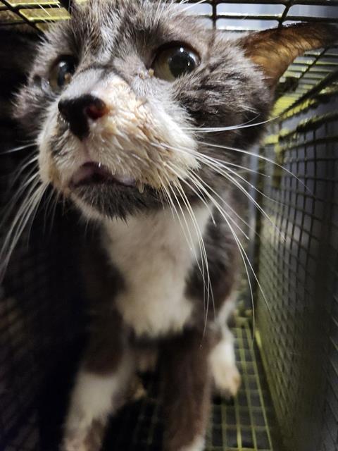 SAMMY, Adoptable, Young Male Domestic Short Hair.