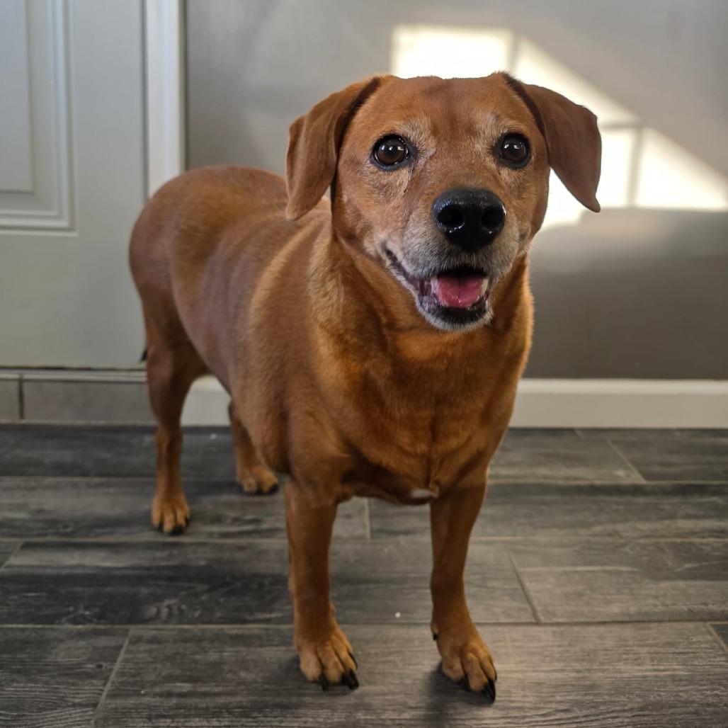 Enlarge Pollen, a Adoptable Mixed Breed in Jackson, MO image 1/5