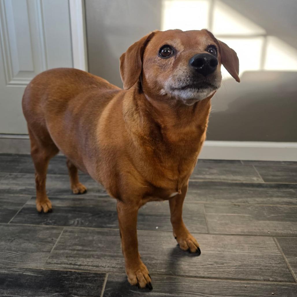 Enlarge Pollen, a Adoptable Mixed Breed in Jackson, MO image 2/5