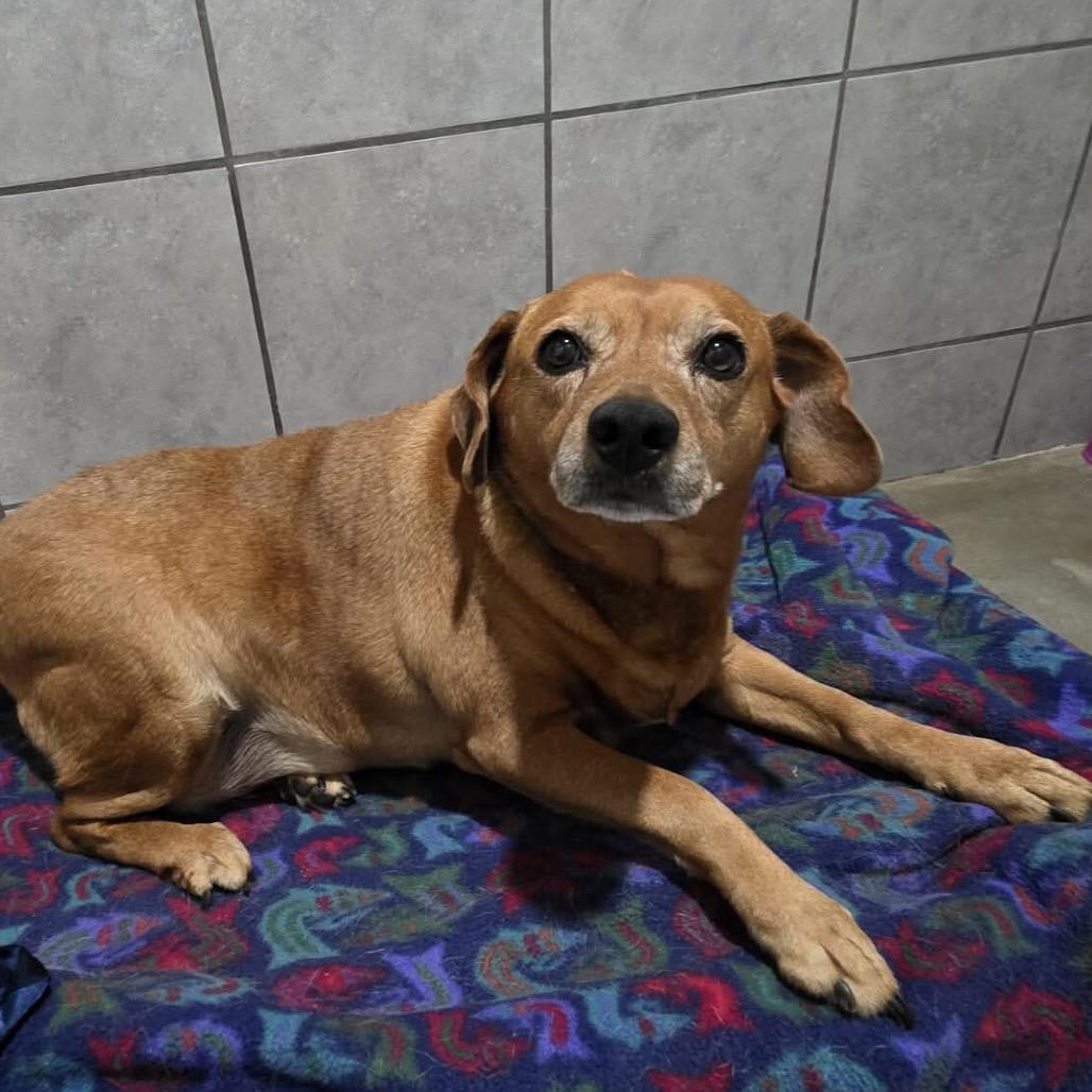 Enlarge Pollen, a Adoptable Mixed Breed in Jackson, MO image 1/3