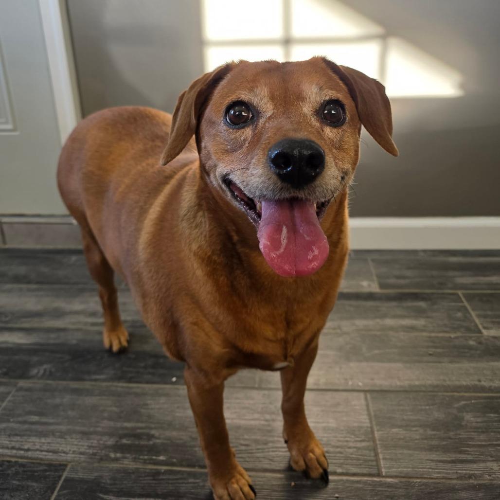 Enlarge Pollen, a Adoptable Mixed Breed in Jackson, MO image 4/5