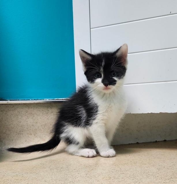 Sterling, ADOPTABLE, Kitten Male Domestic Short Hair.