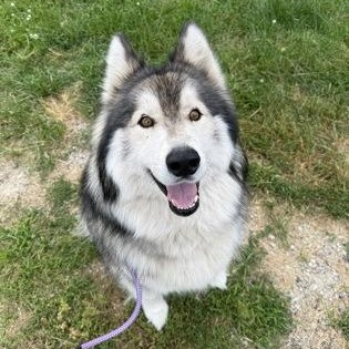 Rhysand, adopted, Adult Male Alaskan Malamute.