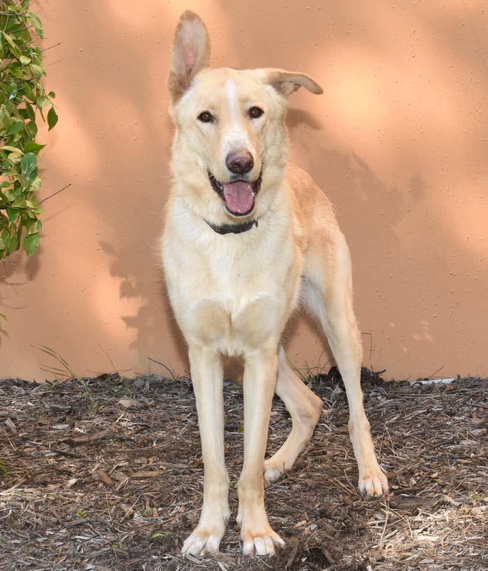 Enlarge Shiloh, a Adoptable mixed breed in Encino, CA image 2/5