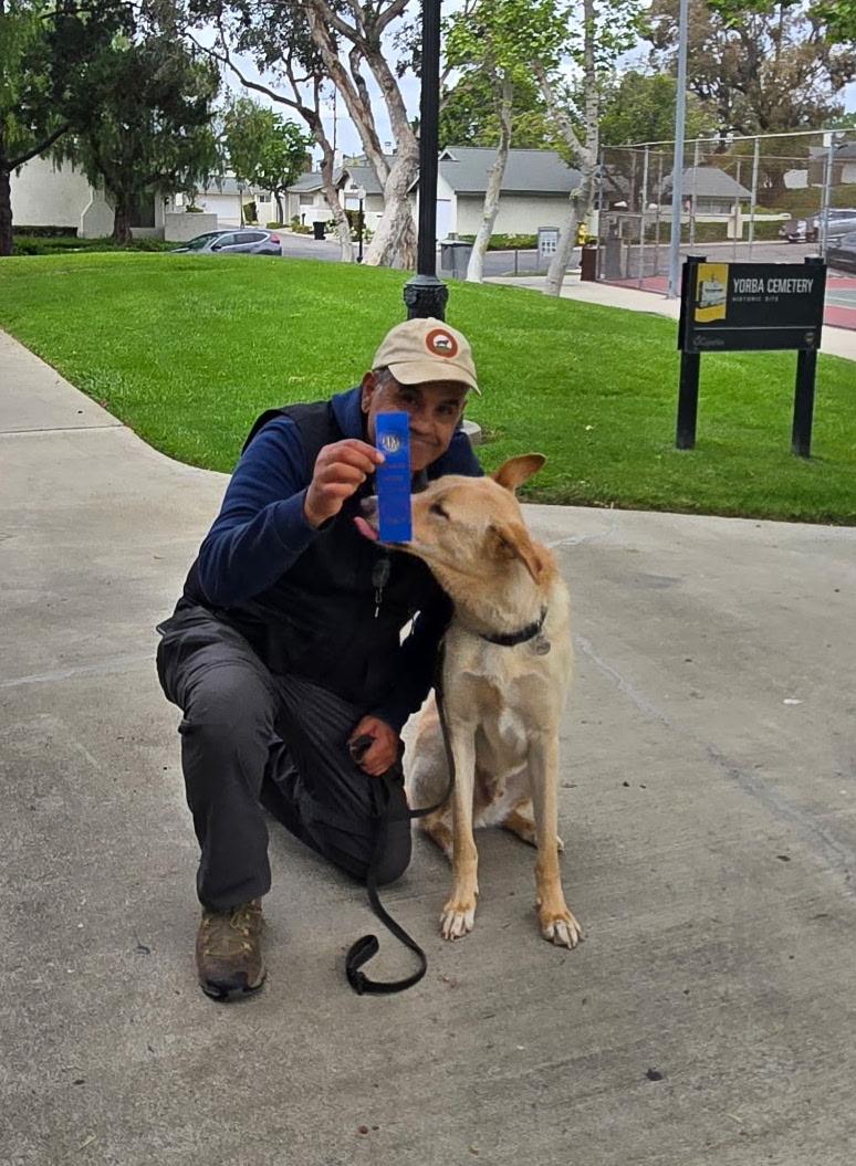 Enlarge Shiloh, a Adoptable mixed breed in Encino, CA image 3/5