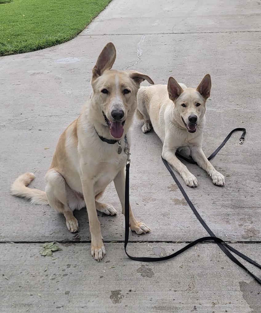 Enlarge Shiloh, a Adoptable mixed breed in Encino, CA image 4/5