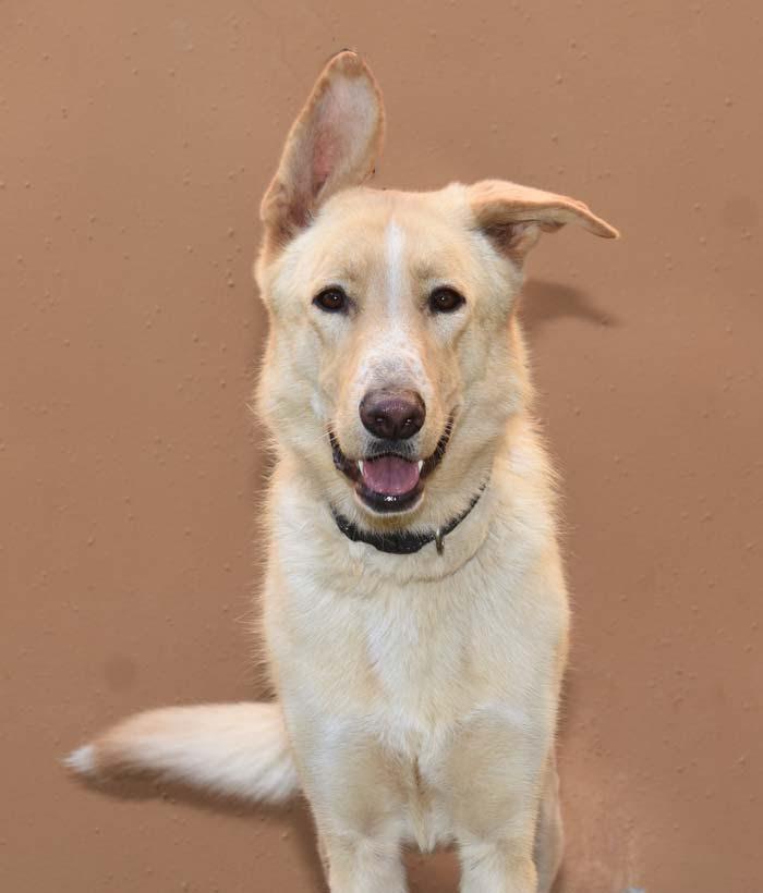 Shiloh, Adoptable, Young Male Labrador Retriever & Shepherd.