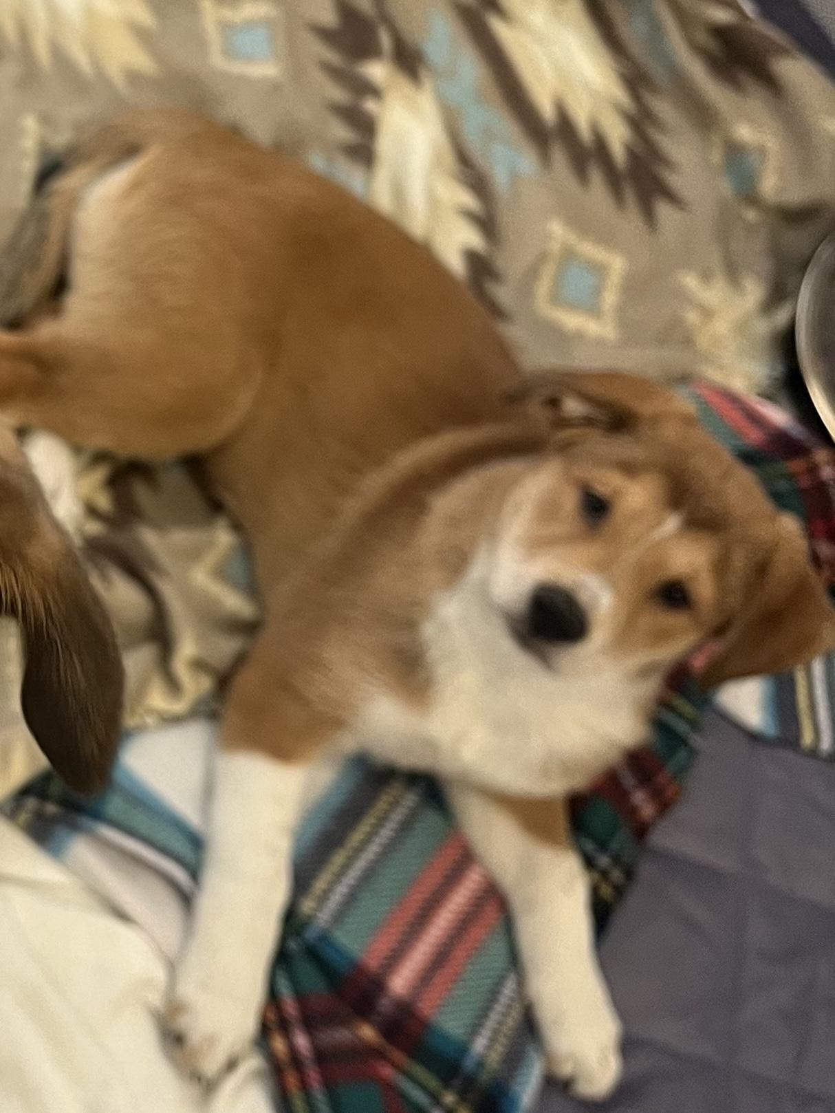 Enlarge Piper, a Adopted mixed breed in Tonopah, AZ image 2/2