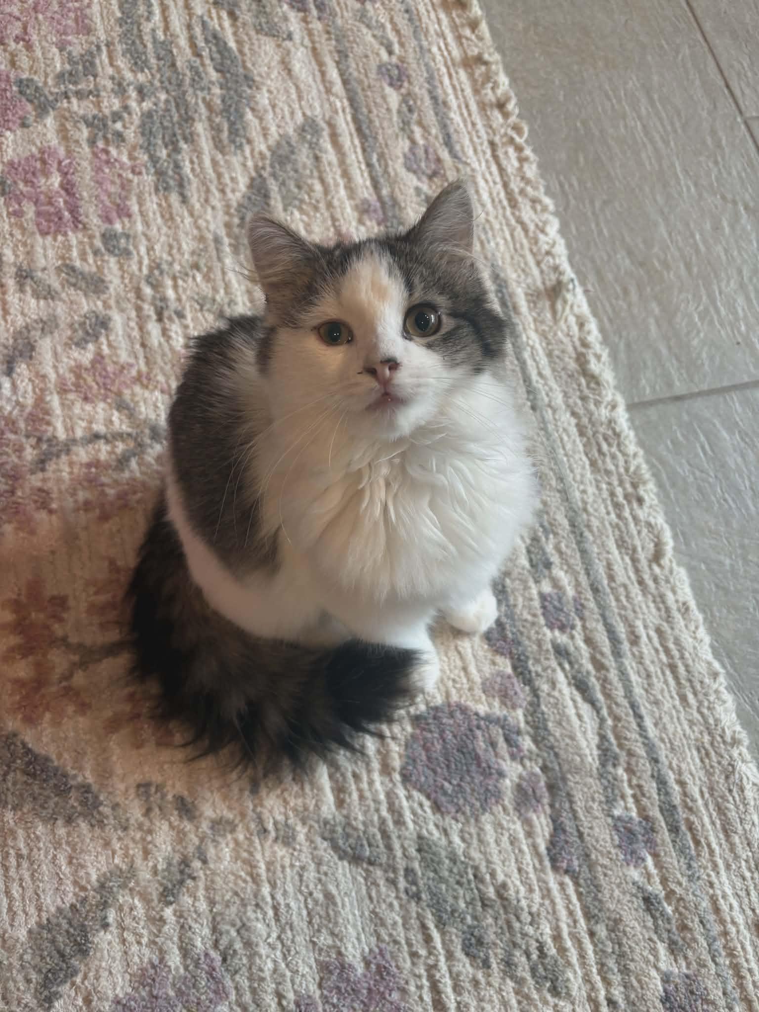 Tucker (Sweet Kitten), a ADOPTABLE Domestic Medium Hair in Rochester, NY image 2/4