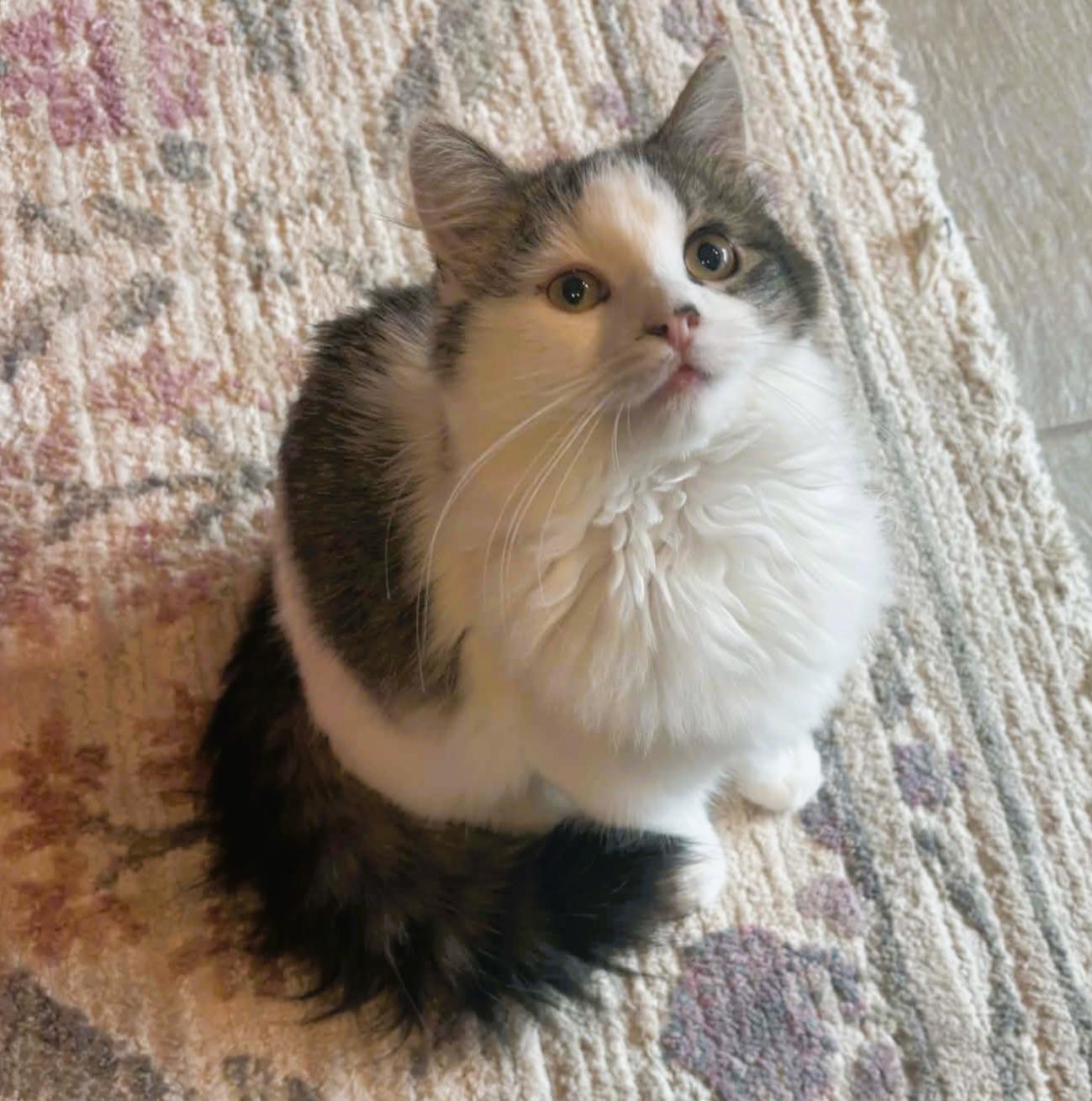 Tucker (Sweet Kitten), a ADOPTABLE Domestic Medium Hair in Rochester, NY image 1/4