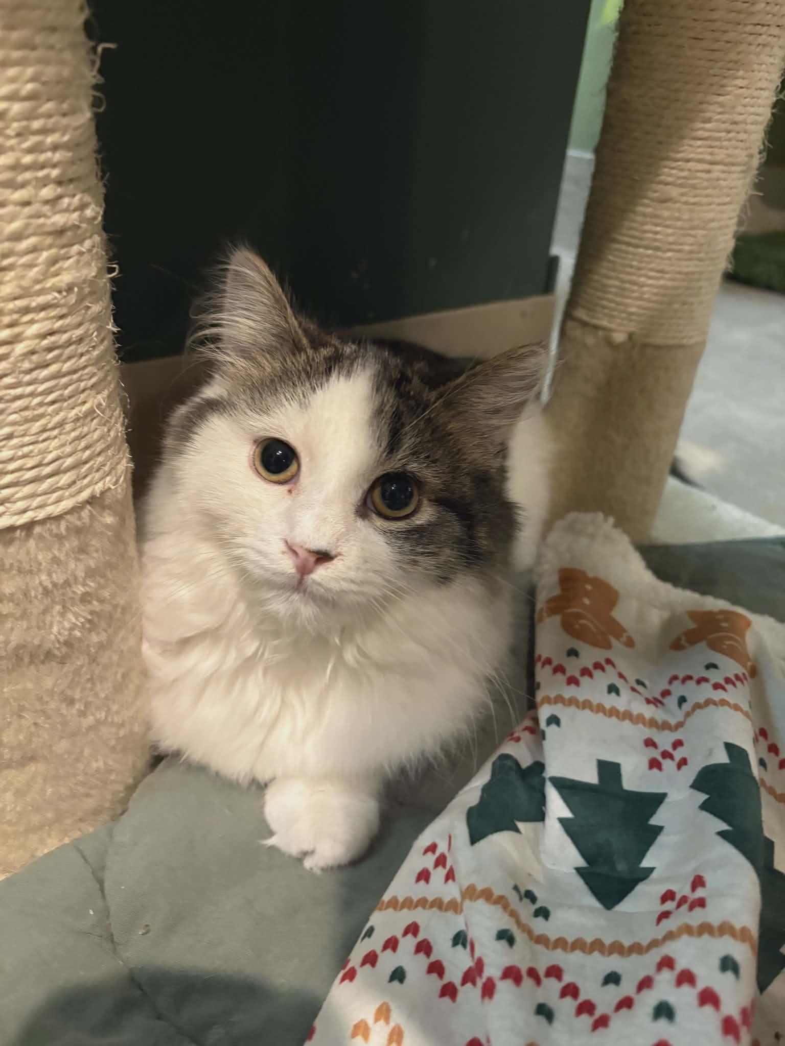 Tucker (Sweet Kitten), a ADOPTABLE Domestic Medium Hair in Rochester, NY image 3/4