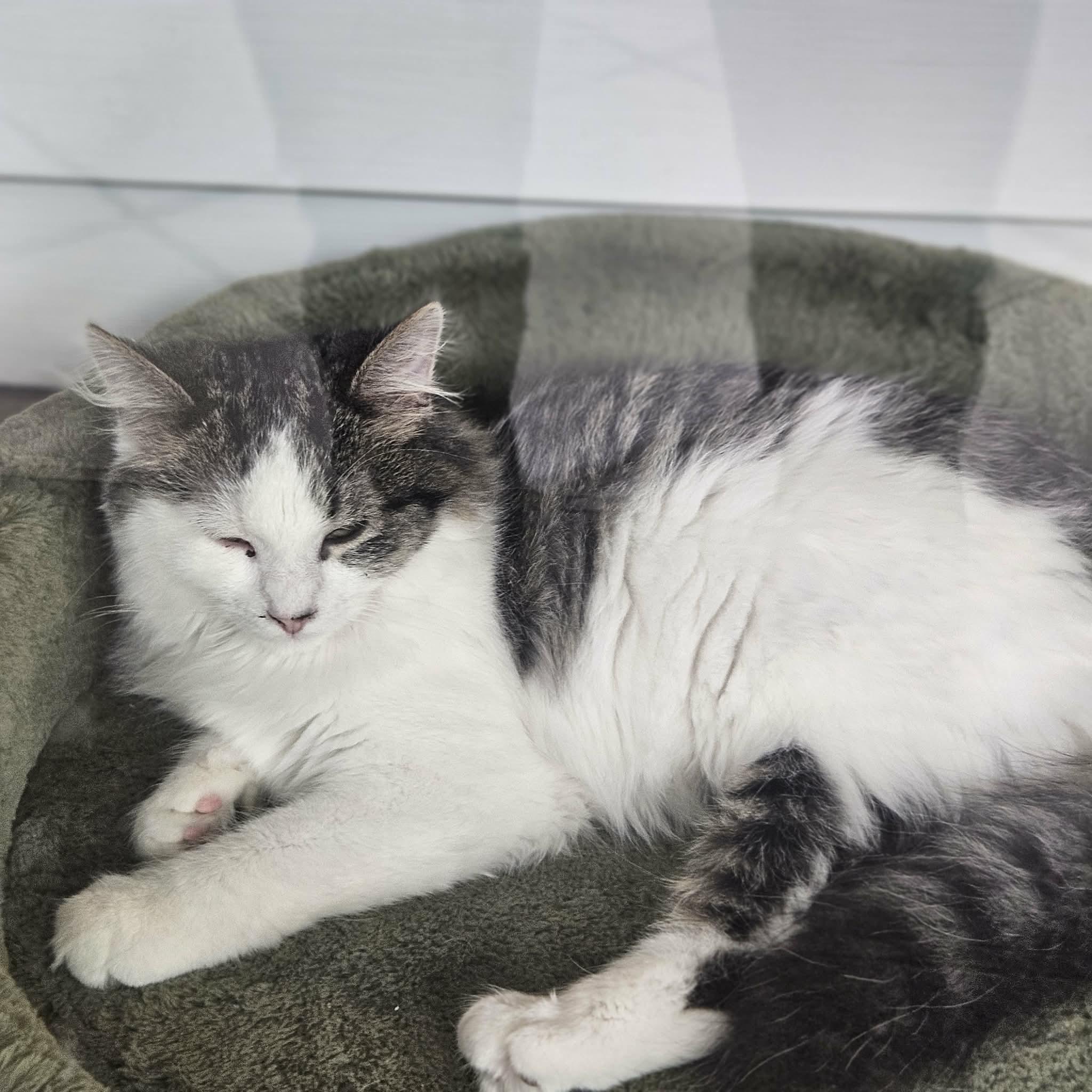 Tucker (Sweet Kitten), a ADOPTABLE Domestic Medium Hair in Rochester, NY image 4/4