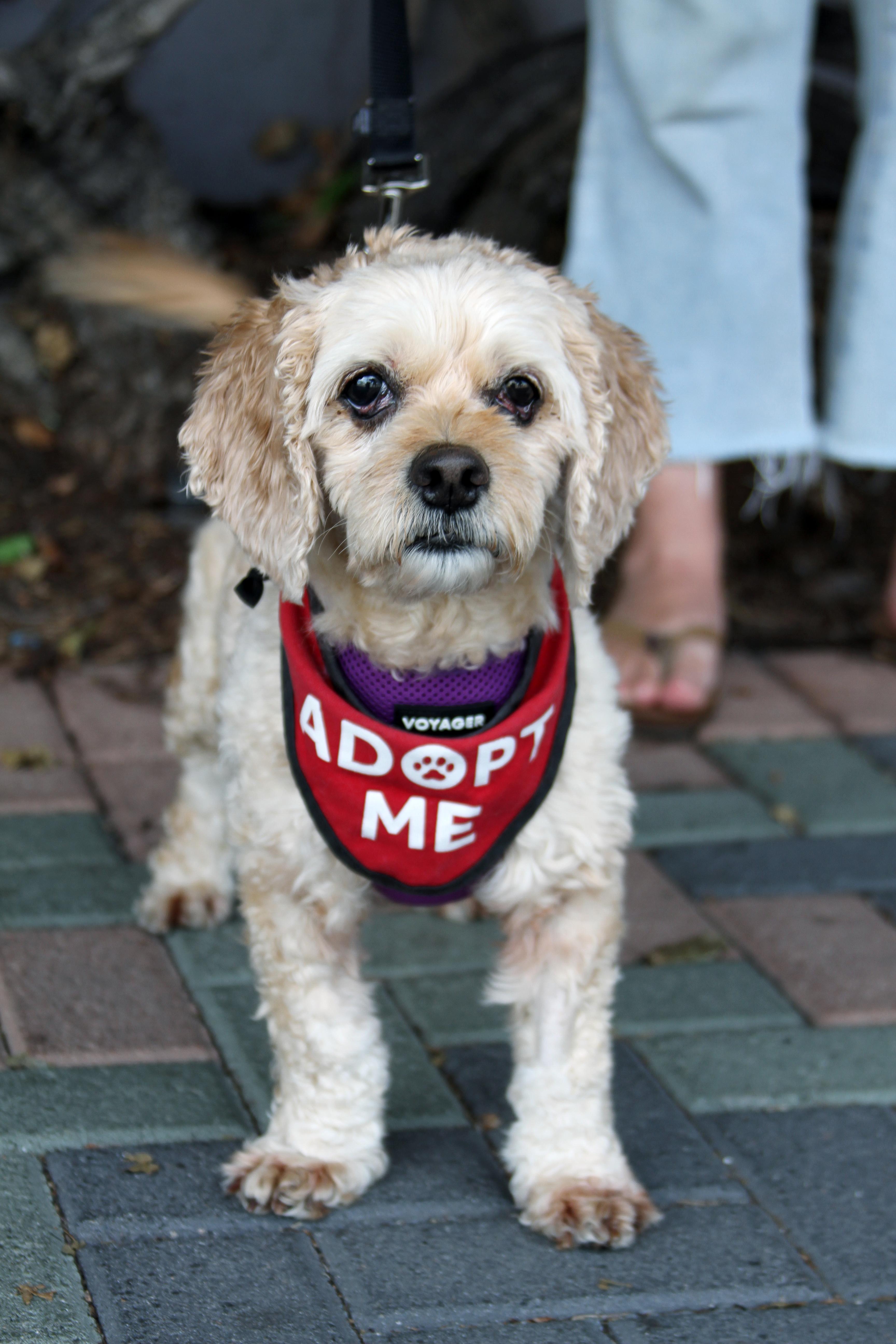 Enlarge Violet, an adopted mixed breed in Mission Viejo, CA image 3/4