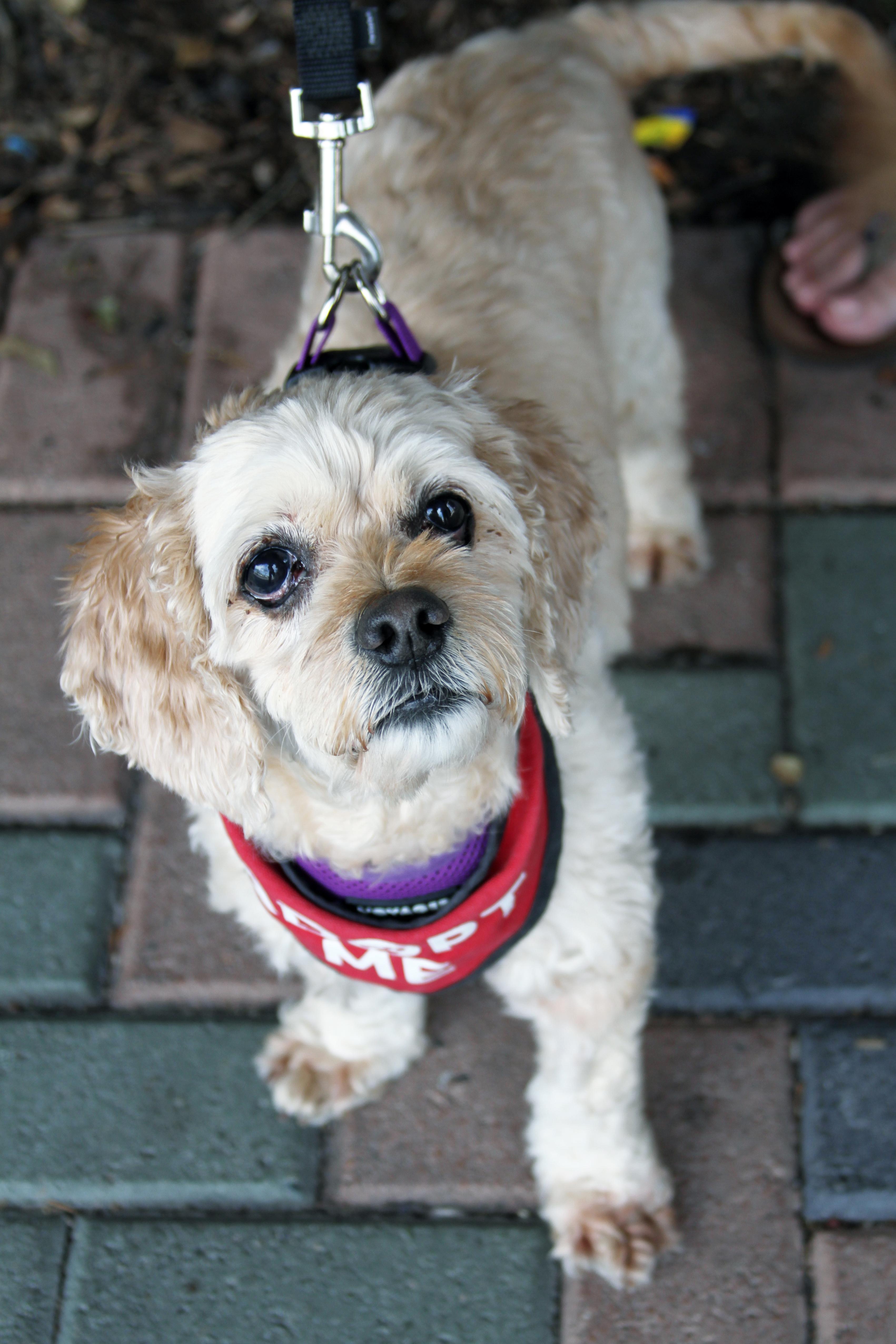 Violet, adopted, Senior Female Cocker Spaniel & Maltese.