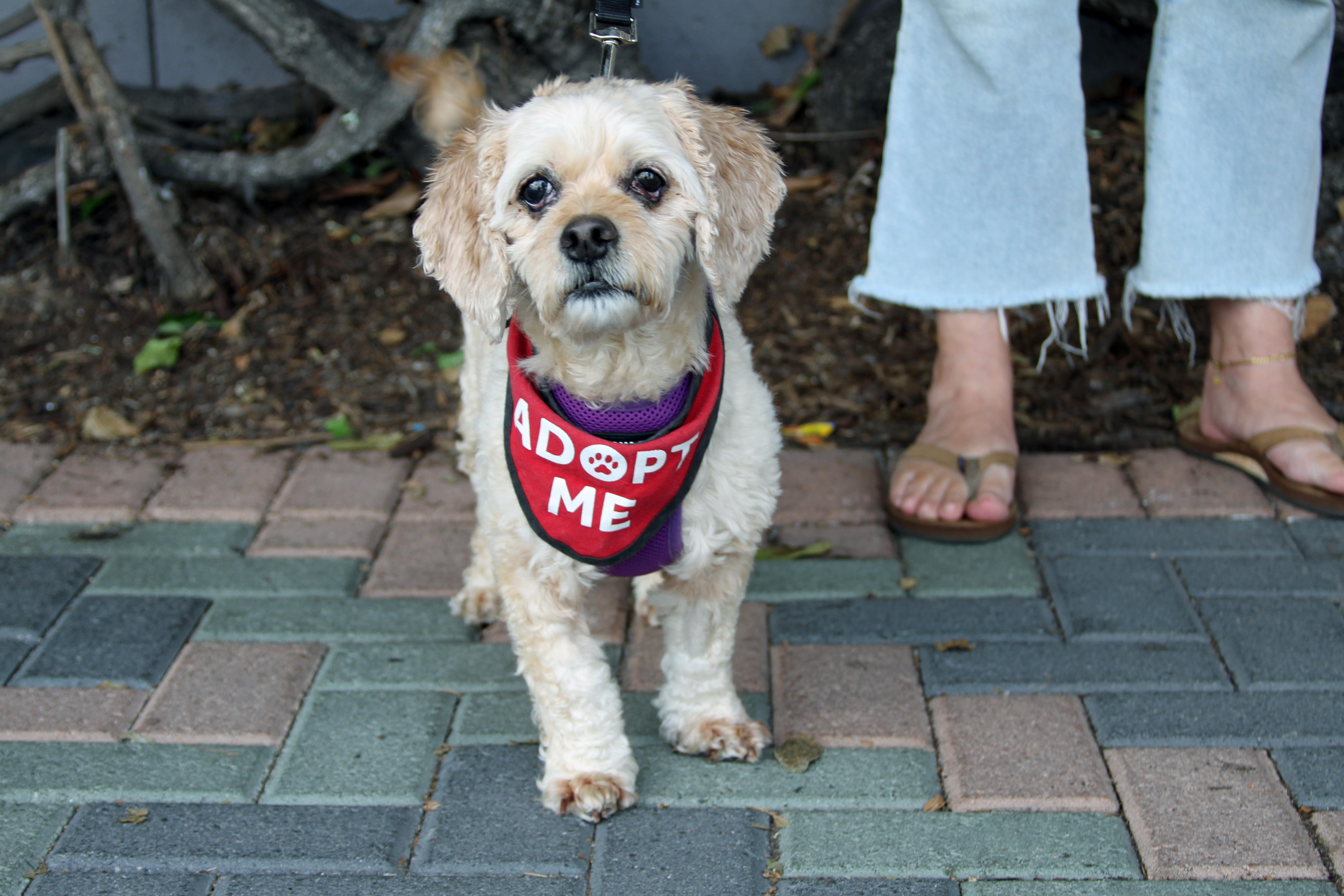 Enlarge Violet, an adopted mixed breed in Mission Viejo, CA image 2/4