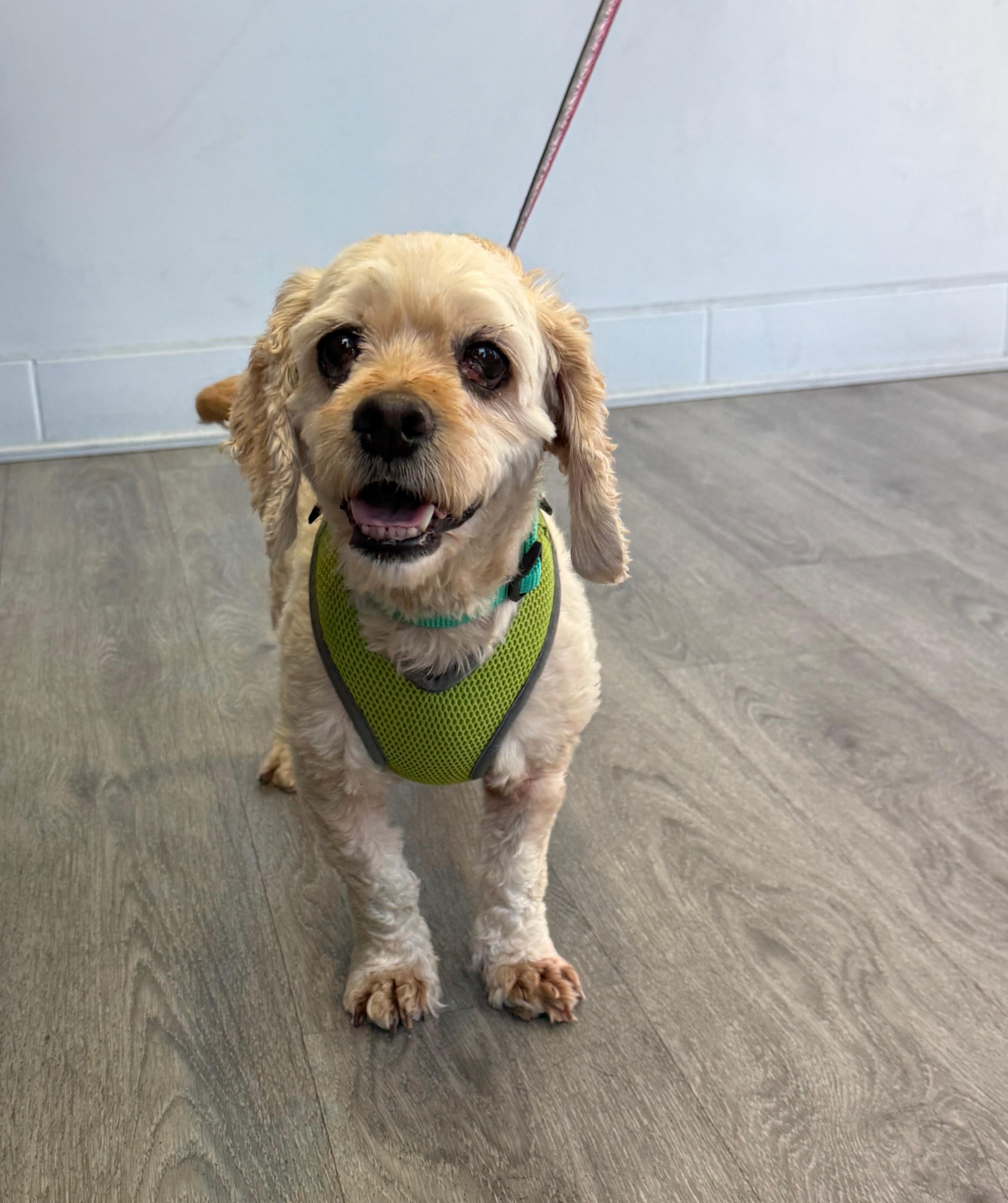 Enlarge Violet, an adopted mixed breed in Mission Viejo, CA image 4/4