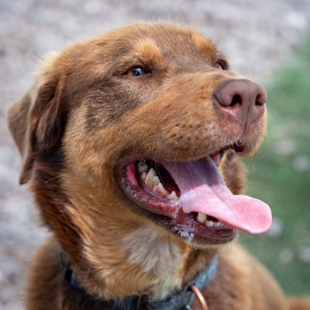 DON, a Adoptable mixed breed in Point Richmond, CA image 1/4