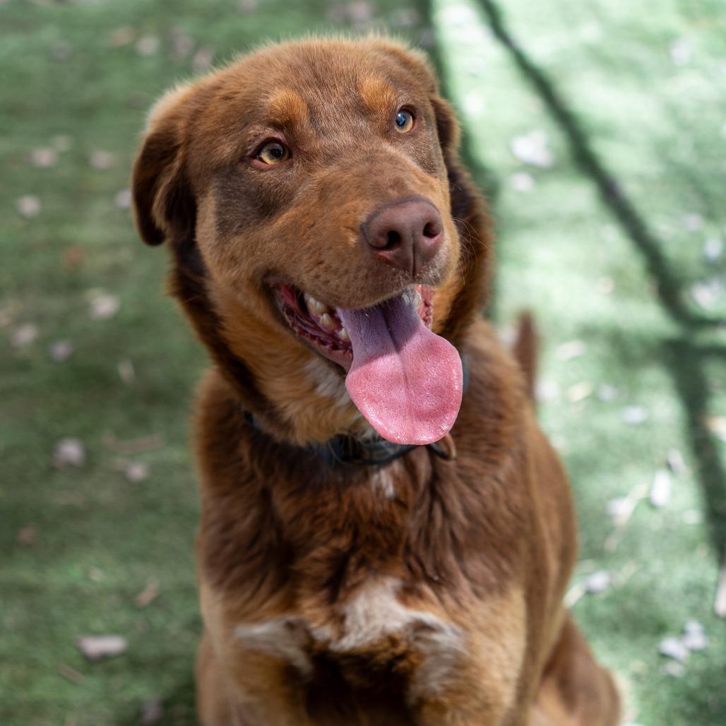 DON, a Adoptable mixed breed in Point Richmond, CA image 2/4