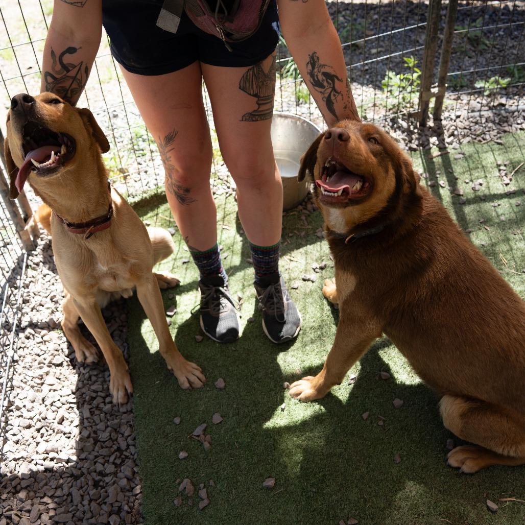 DON, a Adoptable mixed breed in Point Richmond, CA image 3/4