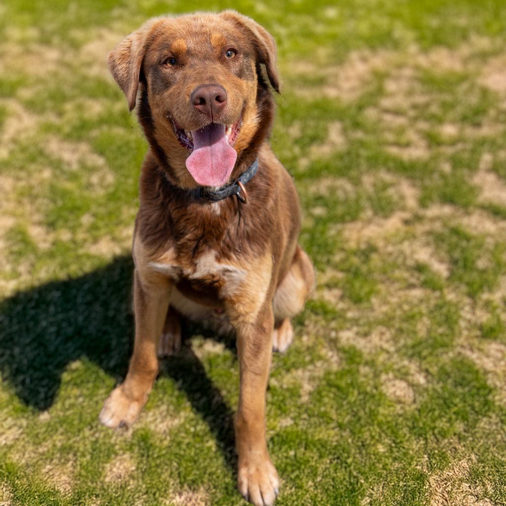 DON, a Adoptable mixed breed in Point Richmond, CA image 4/4
