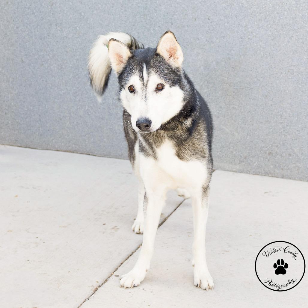 Enlarge Zeke, a Adoptable Husky in Abilene, TX image 1/3