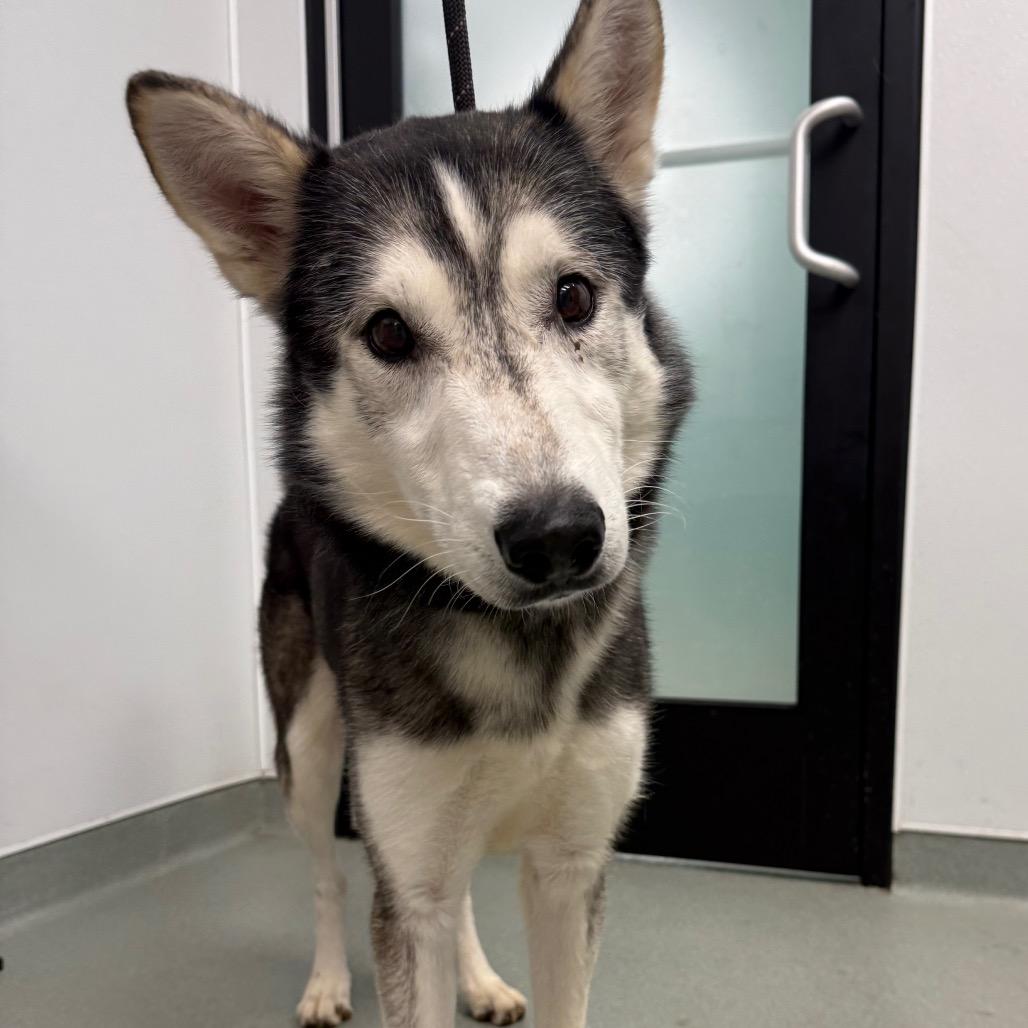 Enlarge Zeke, a Adoptable Husky in Abilene, TX image 2/3