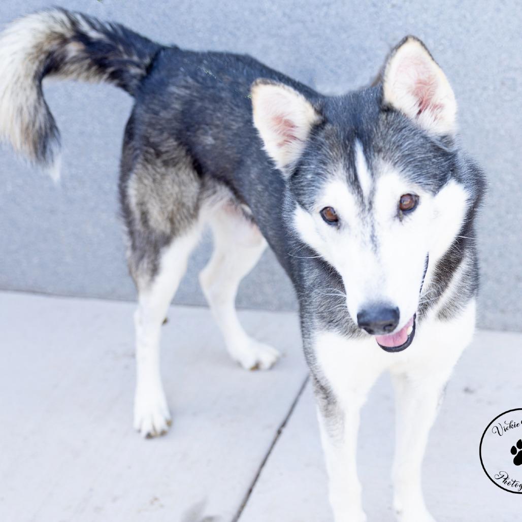Enlarge Zeke, a Adoptable Husky in Abilene, TX image 3/3