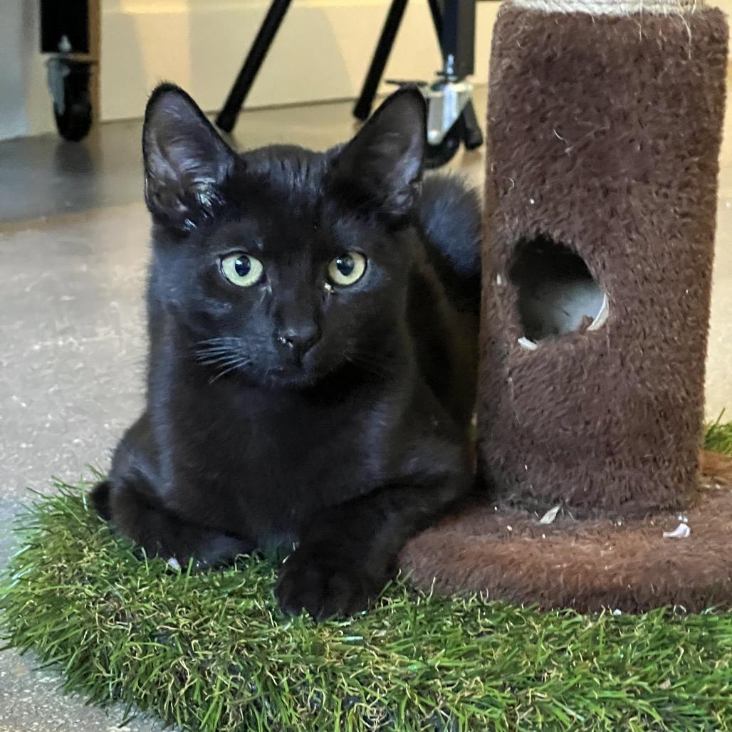 Maui, Adoptable, Young Male Domestic Short Hair.