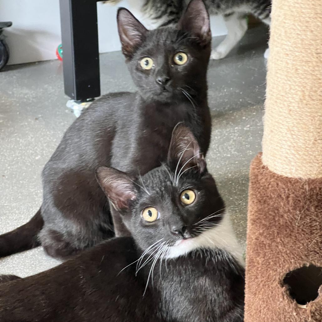 Enlarge Maui, a Adoptable Domestic Short Hair in Juno Beach, FL image 2/6