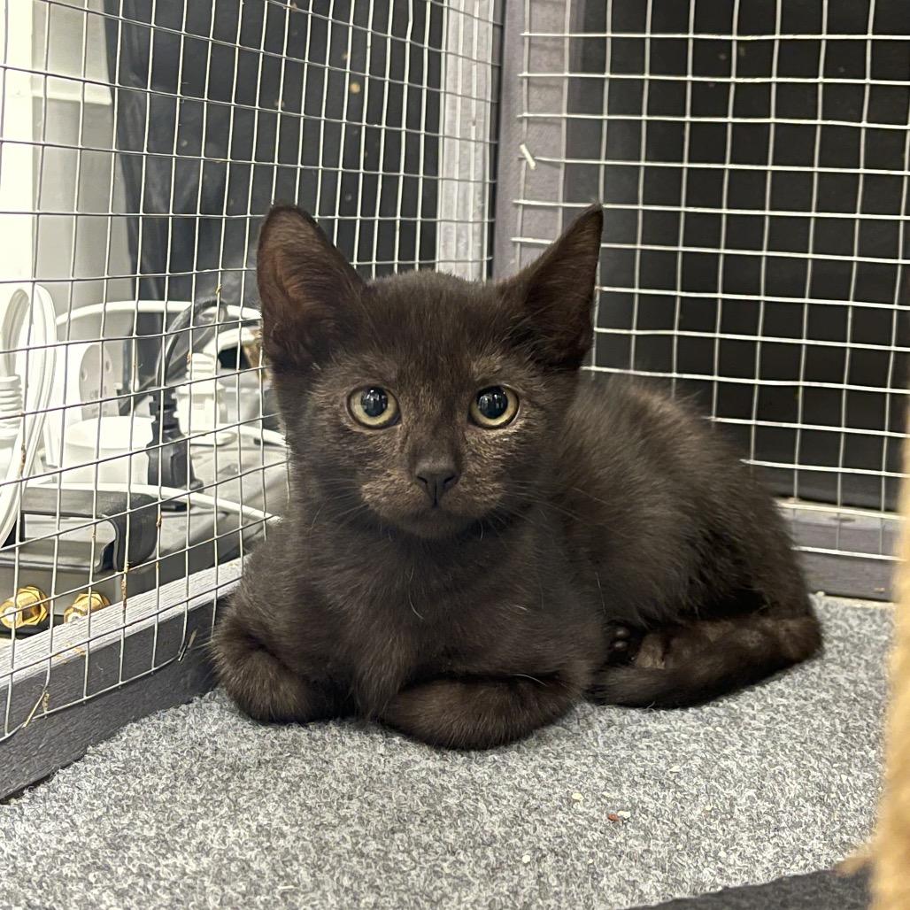 Enlarge Maui, a Adoptable Domestic Short Hair in Juno Beach, FL image 3/6