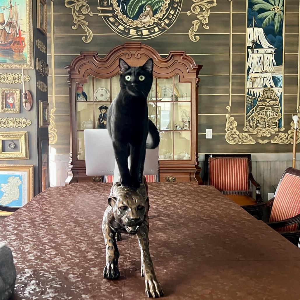 Enlarge Maui, a Adoptable Domestic Short Hair in Juno Beach, FL image 4/6