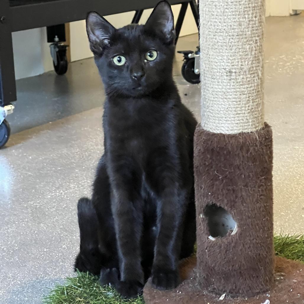 Enlarge Maui, a Adoptable Domestic Short Hair in Juno Beach, FL image 6/6