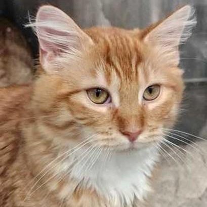 Ventura, adopted, Kitten Male Tabby.