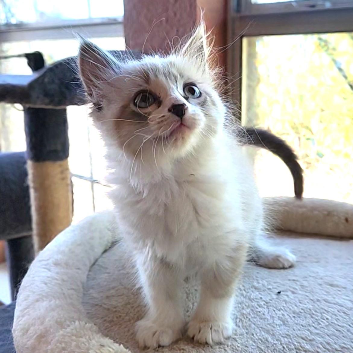 Enlarge Smooch (long-haired snowshoe)- Preadoption ONLY, an adopted mixed breed in Allen, TX image 6/6