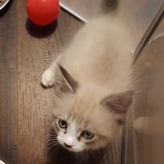 Enlarge Smooch (long-haired snowshoe)- Preadoption ONLY, an adopted mixed breed in Allen, TX image 2/6