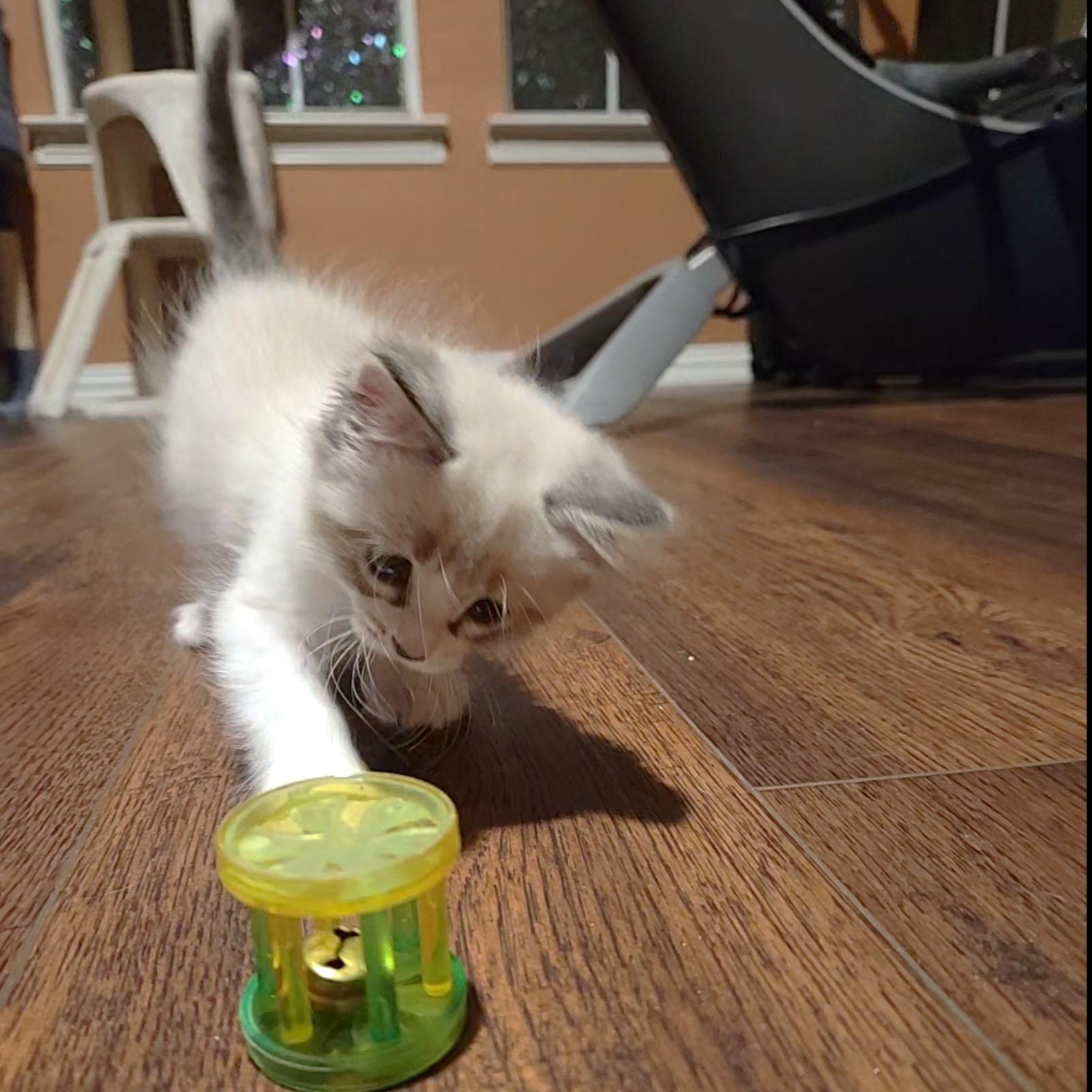Enlarge Smooch (long-haired snowshoe)- Preadoption ONLY, an adopted mixed breed in Allen, TX image 4/6